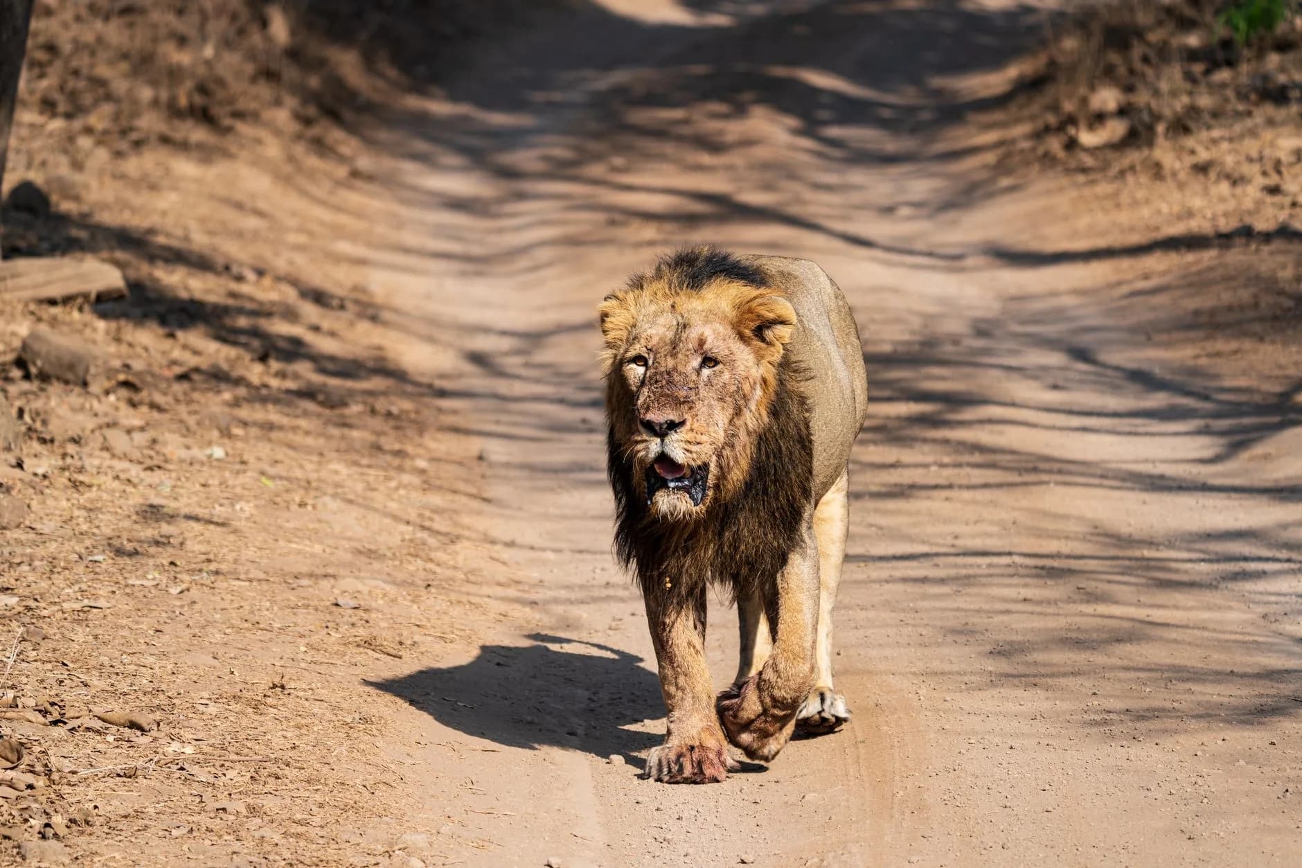 Gir Lions + Diu