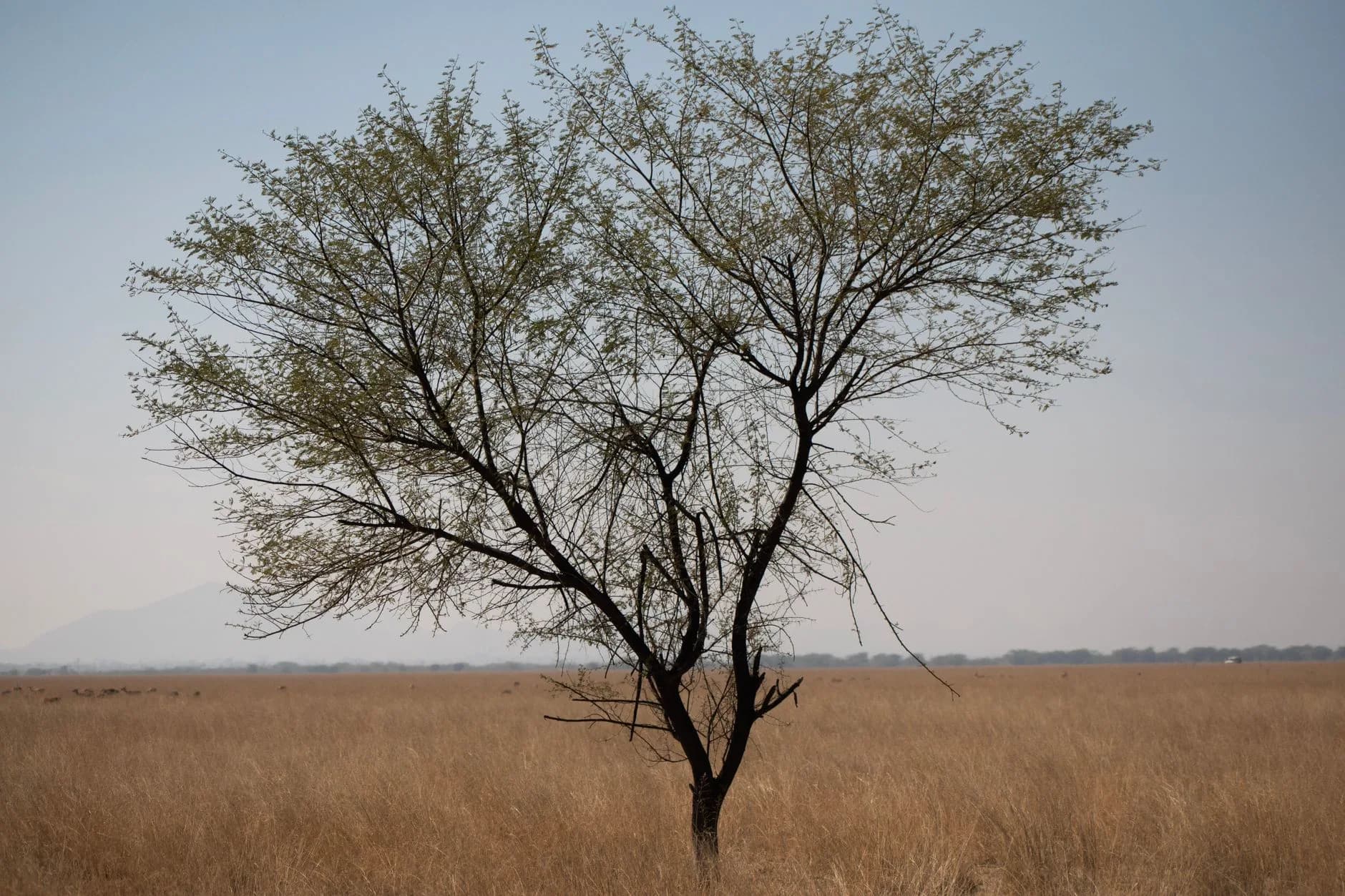 Jawai Leopard Safari