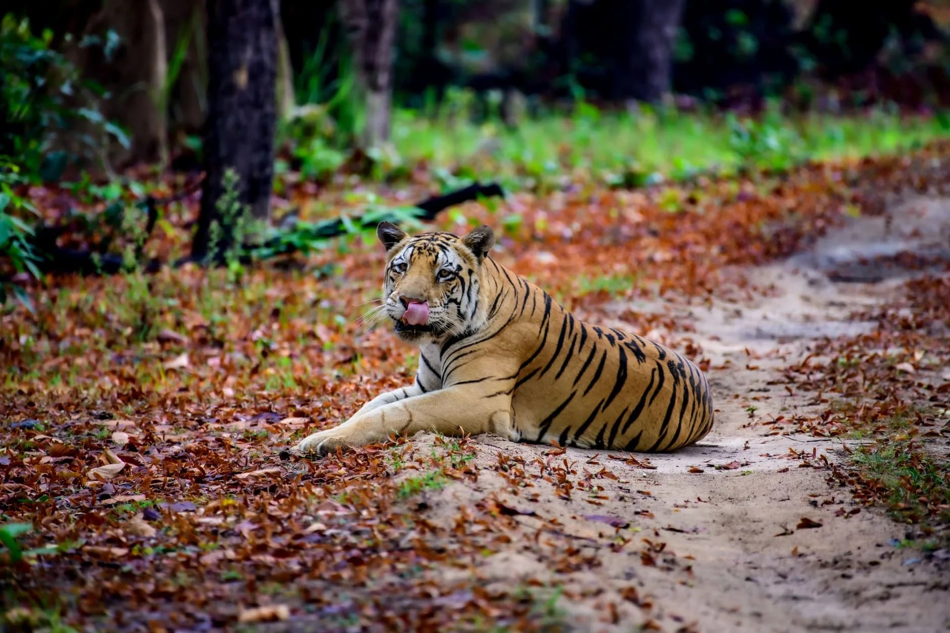 Kanha + Pench Tiger Circuit