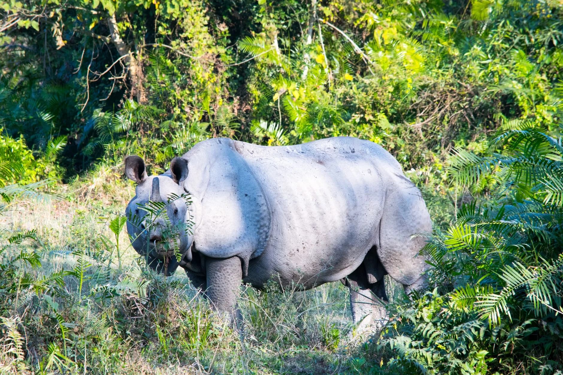 Kaziranga & Tea Country