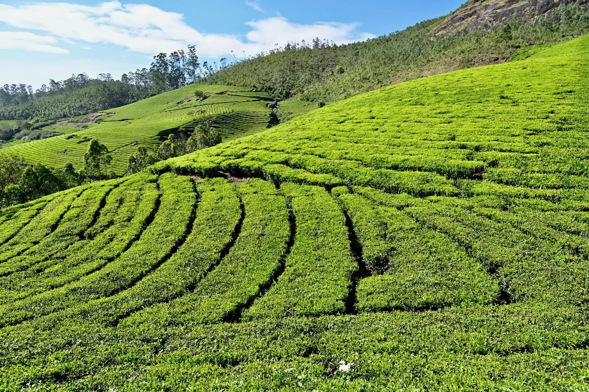 Munnar — Tea Hills Escape