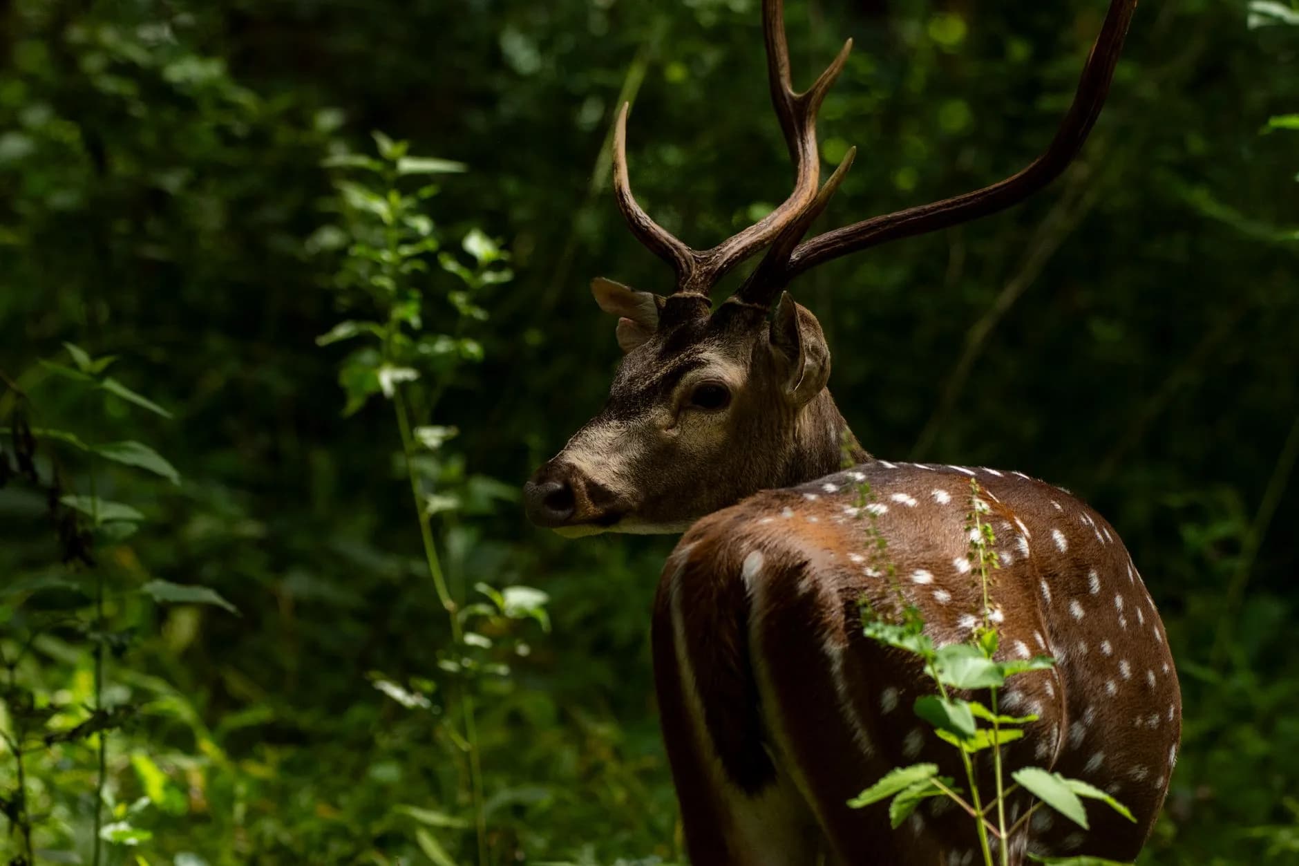 Wayanad Escape — Peaks, Caves & Bamboo